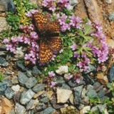 Kleiner Perlmutterfalter (Issoria lathonia)