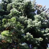 Koniferengruppe am Teich 