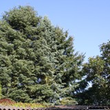 Koniferengruppe oberhalb FH 