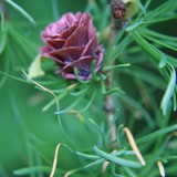 Larix kurilensis Kurilenlaerche w. Bluete 