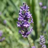 Lavendel 