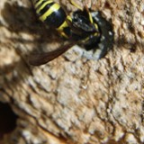 Lehmwespe 