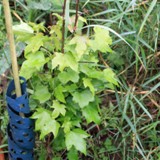 Liquidambar styraciflua Amberbaum 