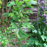 Liriodendron tulipfera Tulpenbaum 2 