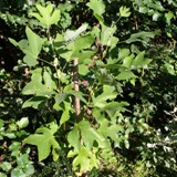 Liriodendron tulipiferia Tulpenbaum 