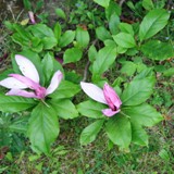 Magnolie 