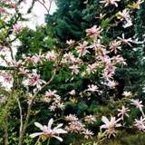 Magnolie in Bluetenpracht