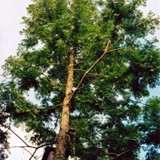 Metasequoia glyptostroboides Urweltmammutbaum 2