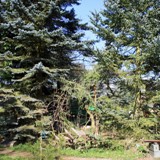 Mitte Acer platanoides lorbergii 