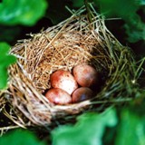 Moenchsgrasmueckengelege 2