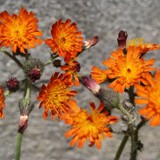 oranges Habichtskraut 