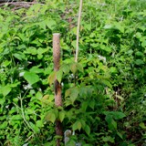 Ostrya virginiana Virginische Hopfenbuche 