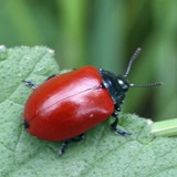 Pappelblattkaefer Melasoma populi 1