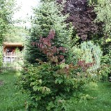 Parrotia persica Eisenholzbaum