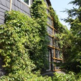 Parthenocissus quinquefolia Wilder Wein 