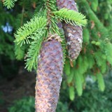 Picea abies Gem fichte
