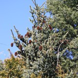 Picea bicolor Alrockfichte
