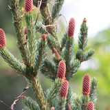 Picea Bikolor Alrockfichte 2  