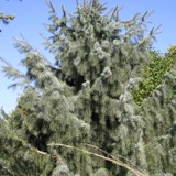 Picea breweriana Maehnenfichte 2