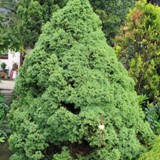 Picea glauca conica zuckerhutfichte 2