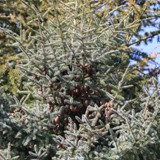 Picea mariana Schwarzfichte 