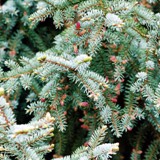 Picea mariana Schwarzfichte Blueten 