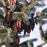 Picea omorika 