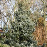 Picea omorika nana Serbische Fichte Zwerg