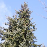 Picea omorika Serbische Fichte 