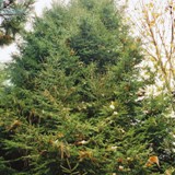 Picea orientalis Orientalische Fichte