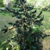 Pinus aristata Grannenkiefer2