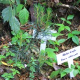 Pinus attenuata Hoeckerkiefer