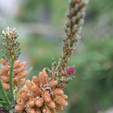 Pinus banksiana Arktis Bankskiefer maennl u weibl Bluete 