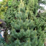 Pinus cembra Zirbelkiefer 