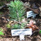 Pinus heldreichii Schlangenhautkiefer 