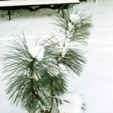 Pinus jeffrey Jeffreykiefer