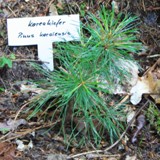 Pinus koraiensis Koreakiefer 