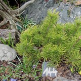 Pinus mugo nana aurea Latschenkiefer 