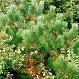 Pinus nigra Schwarzkiefer