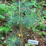 Pinus wallichiana Traenenkiefer
