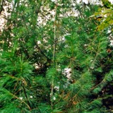 Pinus wallichiana Traenenkiefer 2