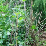 Platanus acerifolia  Platane 