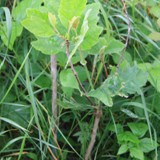 Platanus acerifolia Platane 2