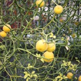 Poncirus trifoliata  Bitterorange 