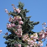 Prunus serrulata Karzan jap Zierkirsche vor Coloradotanne 