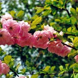 Prunus triloba Mandelbaum 