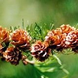 Pseudolarix Goldlaerche Zapfen