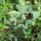 Pseudotsuga menziesii caesia Graublaeuliche Douglasie