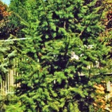 Pseudotsuga menziesii glauca Gebirgsdouglasie glauca