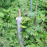 Pterocarya fraxinifolia Kaukasische Fluegelnuss